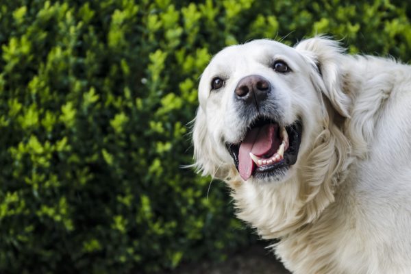 6 consejos para cuidar a tus mascotas en Navidad y Año Nuevo
